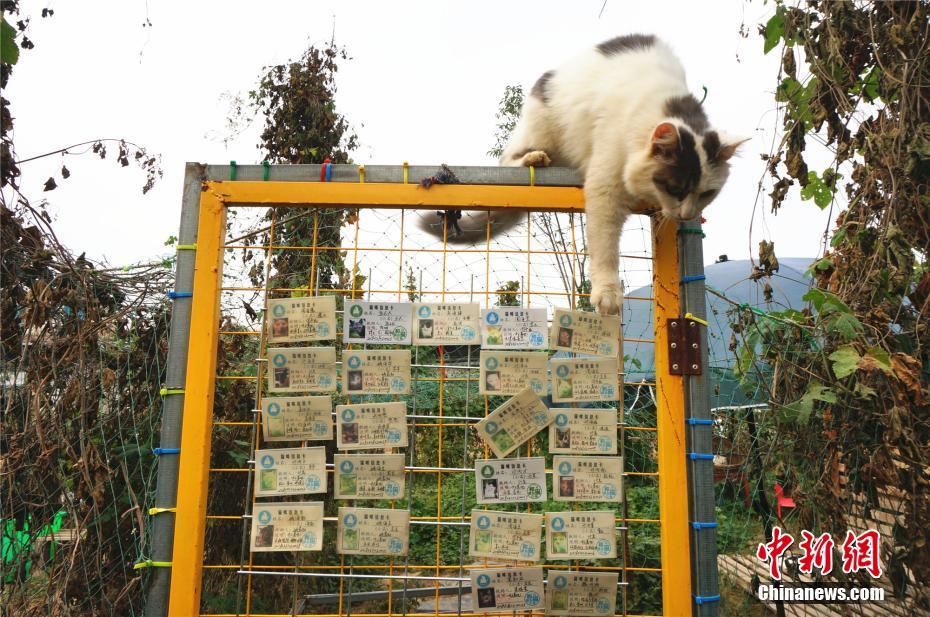 探访郑州流浪猫救援营地 129只猫咪都有档案