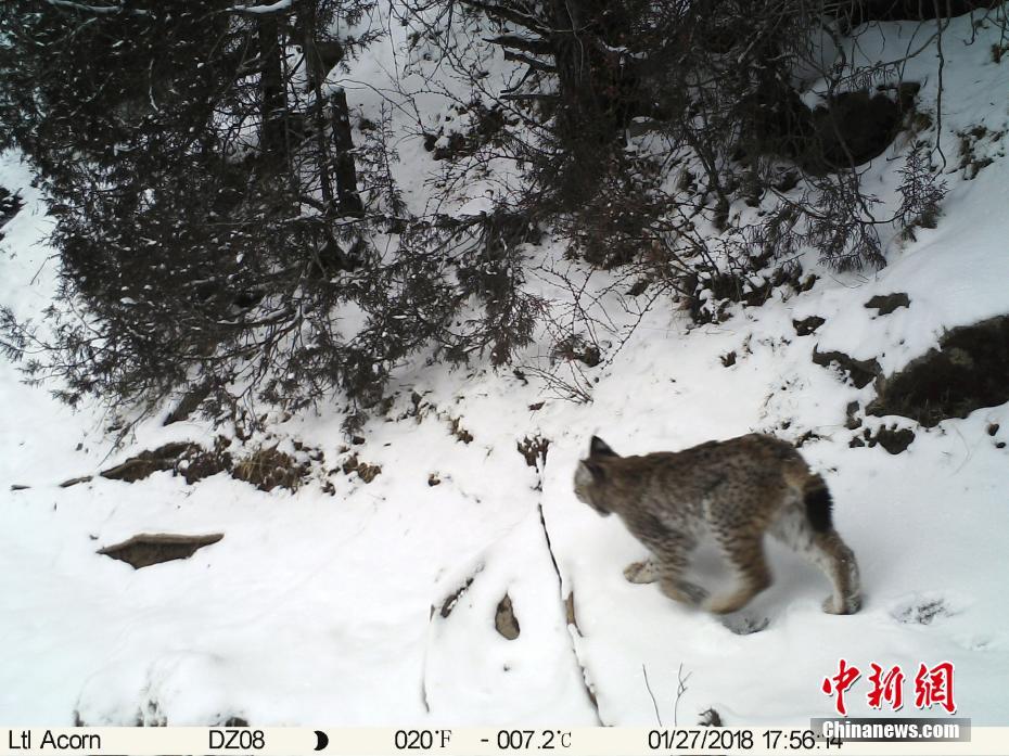 红外相机在青川藏三省区交界处拍摄到多种野生动物画面