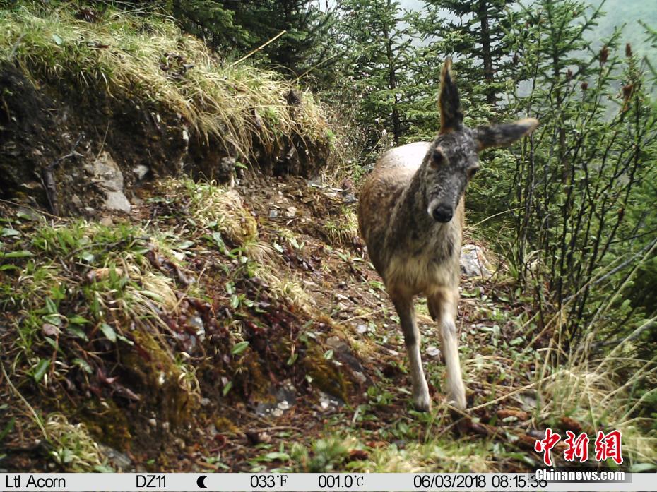 红外相机在青川藏三省区交界处拍摄到多种野生动物画面