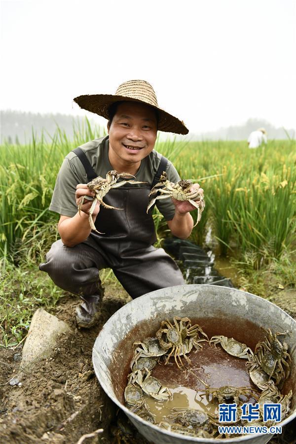 迎丰收 晒丰收 庆丰收