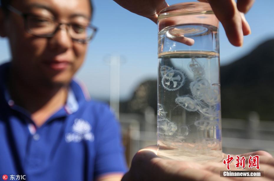 桃花水母现身沂蒙山 稀有如“水中大熊猫”
