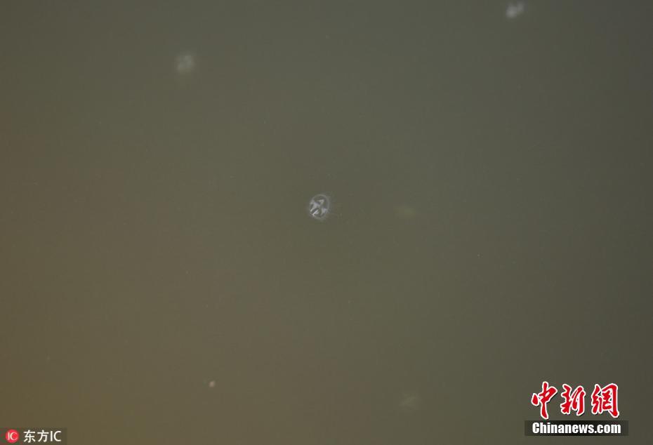 桃花水母现身沂蒙山 稀有如“水中大熊猫”