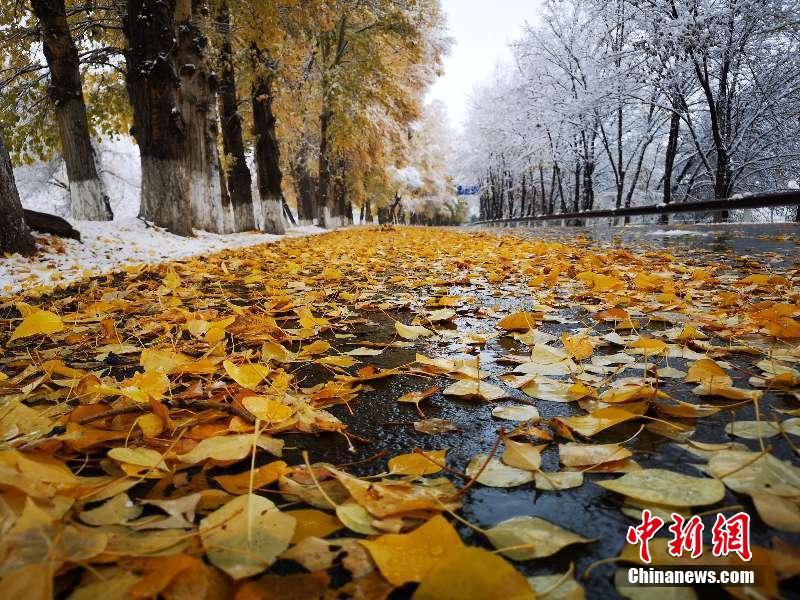 持续降雪新疆天山天池景区现“一黄一白”景色