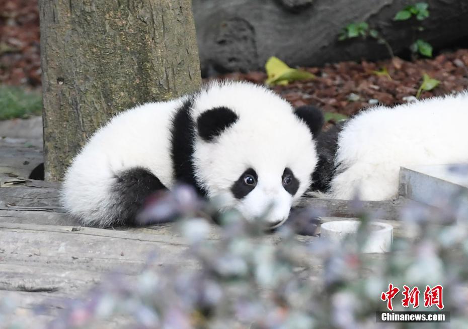 成都大熊猫秋日卖萌 憨态可掬