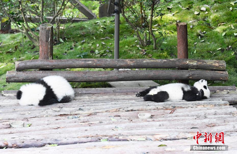 成都大熊猫秋日卖萌 憨态可掬