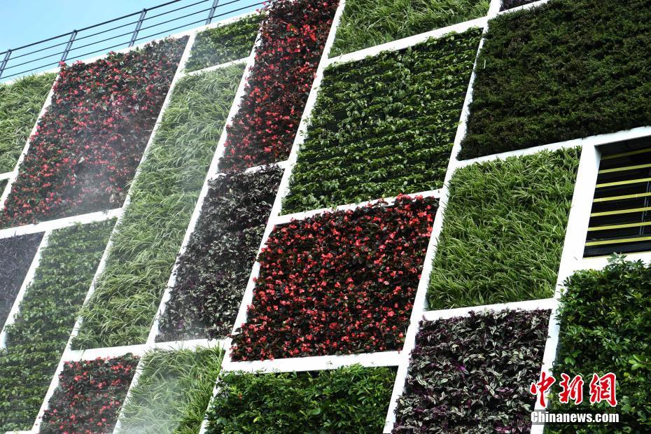 重庆“高颜值”公厕亮相街头 墙上栽满鲜花和绿色植物
