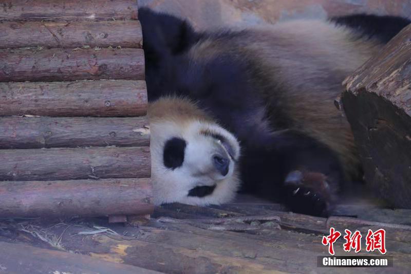 冬天来吸大熊猫 看“滚滚”的各种憨态睡姿