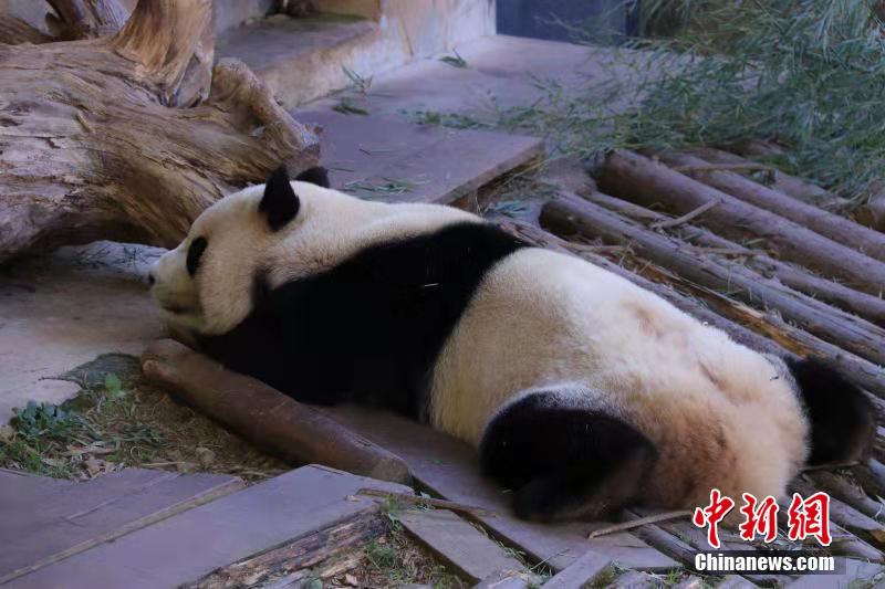 冬天来吸大熊猫 看“滚滚”的各种憨态睡姿