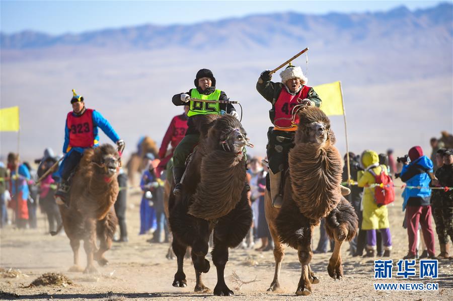 内蒙古乌拉特后旗举行骆驼文化旅游节