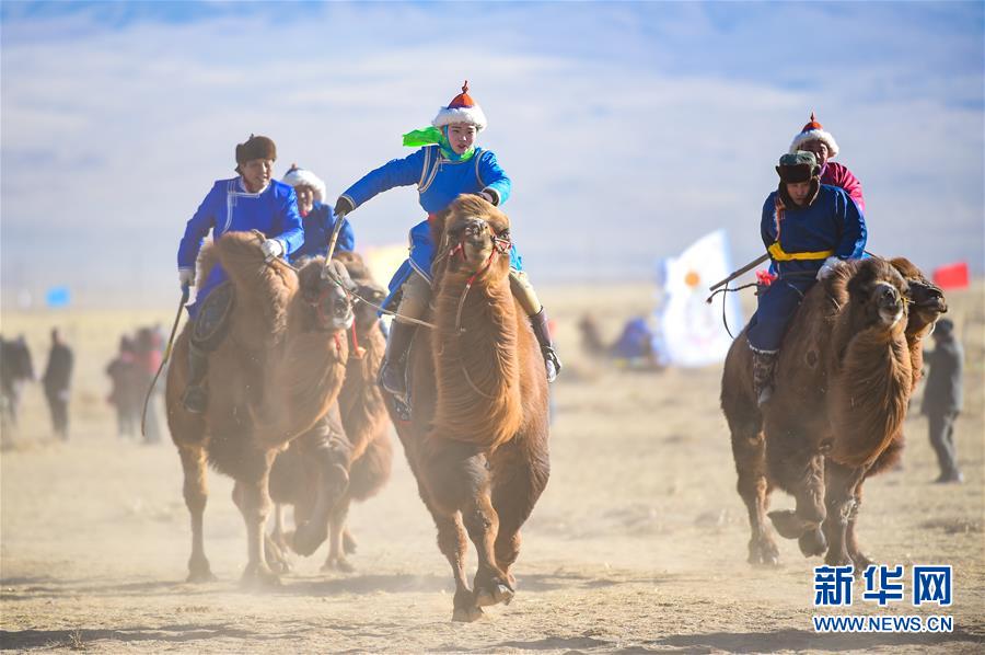 内蒙古乌拉特后旗举行骆驼文化旅游节