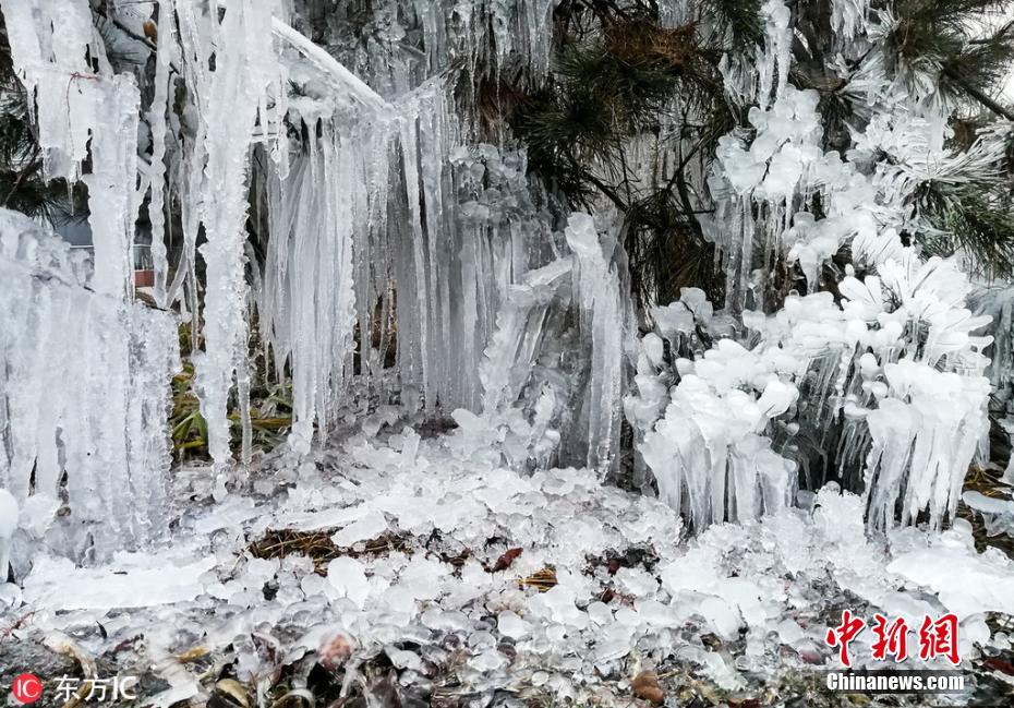 “断崖式”降温 北京一公园树上地下现冰挂