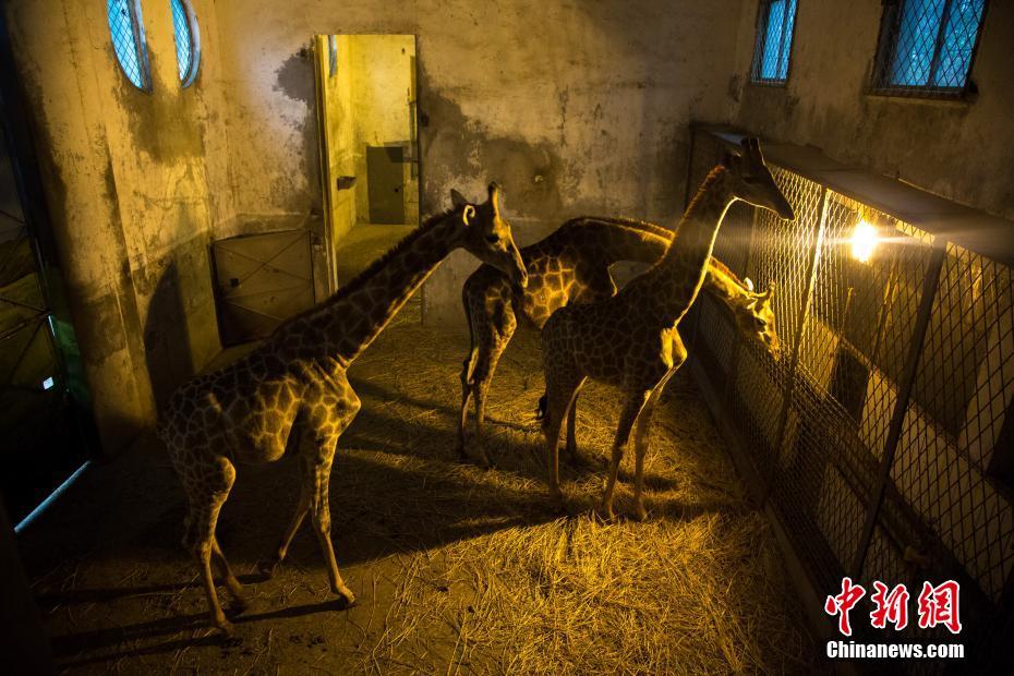 武汉动物园动物惬意过冬