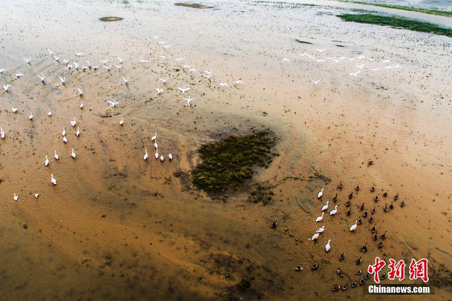 大批候鸟冬日栖息中国最大淡水湖鄱阳湖