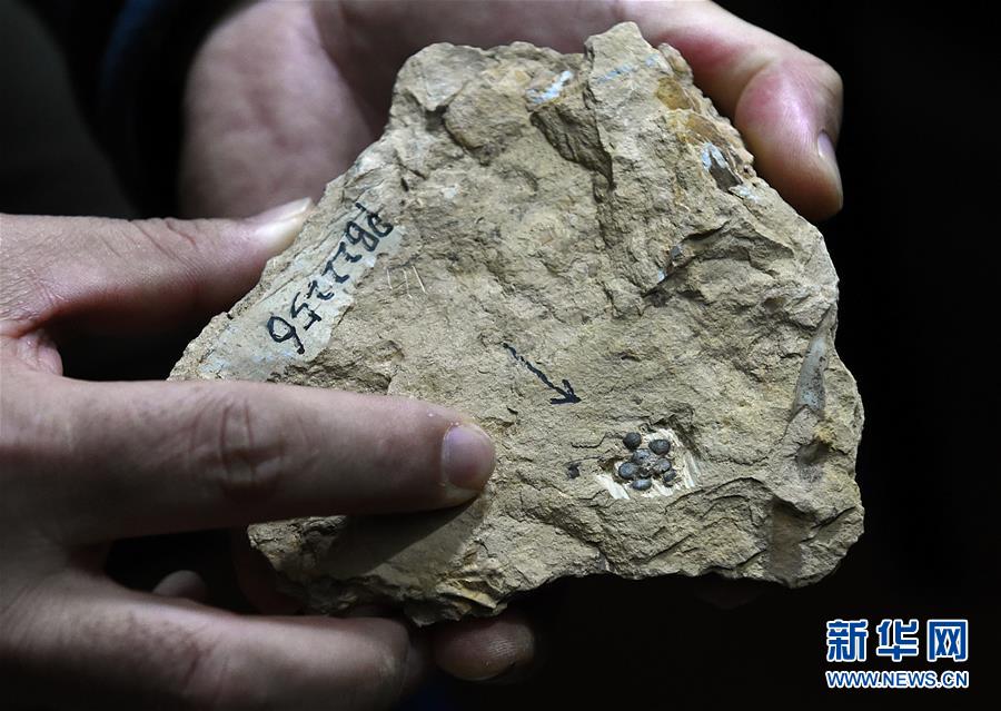 科学家发现距今1.74亿年世界最古老的花朵化石