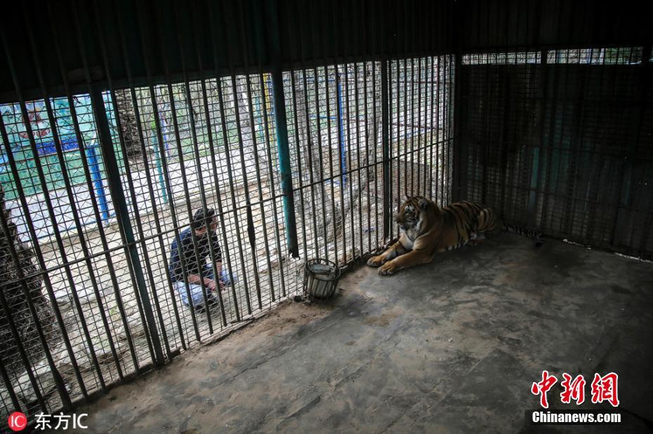 加沙动物园“干尸虎” 被救后重获新生
