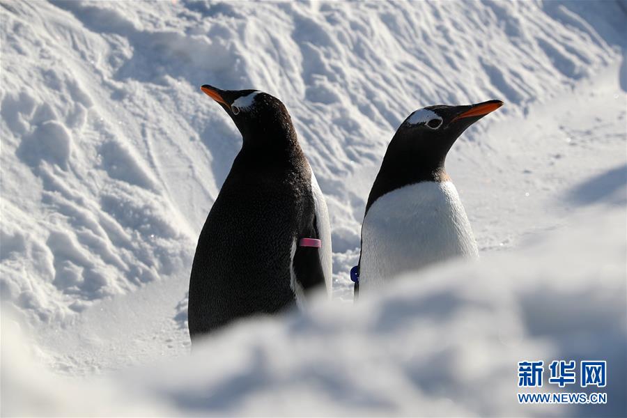 冰城哈尔滨 企鹅玩雪萌