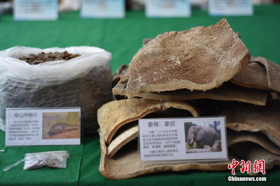 广西缴获大量野生动物制品 涉案价值近三千万元