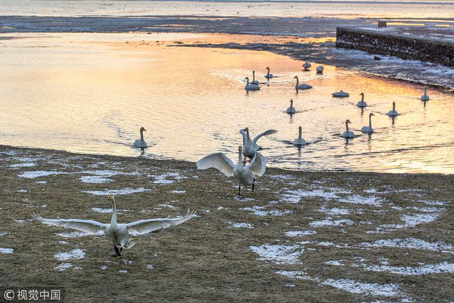 山东威海雪后天晴暮色如画 天鹅栖息吸引摄影爱好者采风