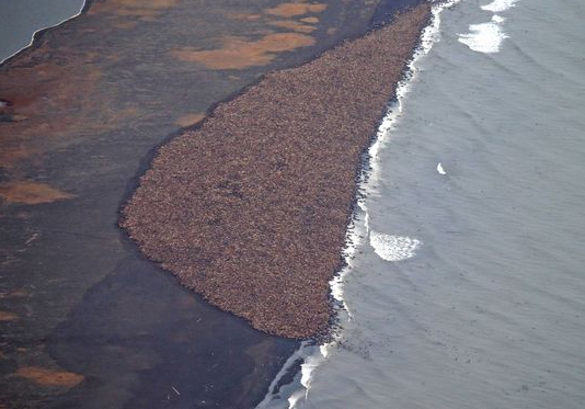 北冰洋沿岸海冰大融化 海象成群上岸