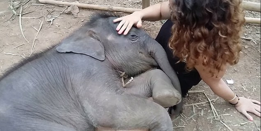 泰国小象枕美女大腿上伴“摇篮曲”入眠