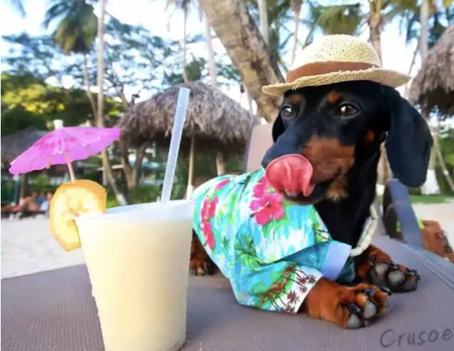 呆萌可爱：全世界有最多衣服的狗狗亮相