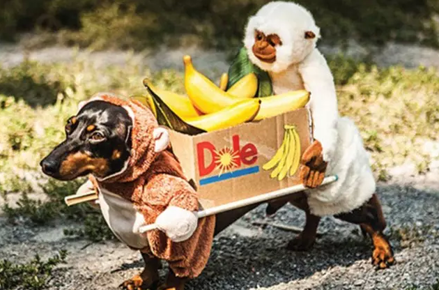 呆萌可爱：全世界有最多衣服的狗狗亮相