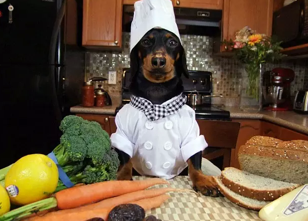 呆萌可爱：全世界有最多衣服的狗狗亮相