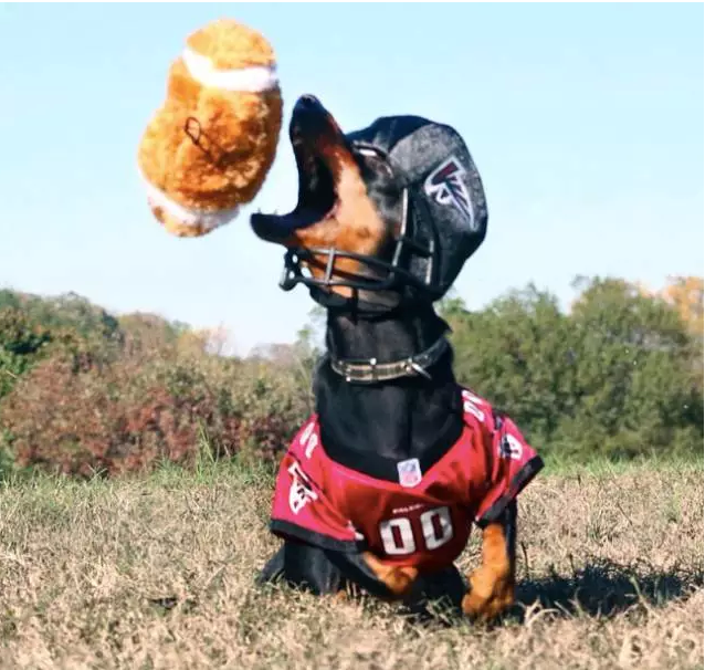 呆萌可爱：全世界有最多衣服的狗狗亮相