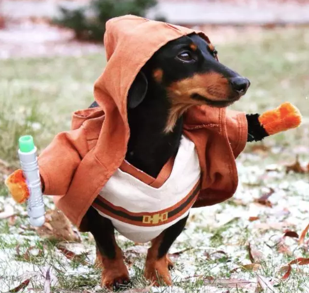 呆萌可爱：全世界有最多衣服的狗狗亮相