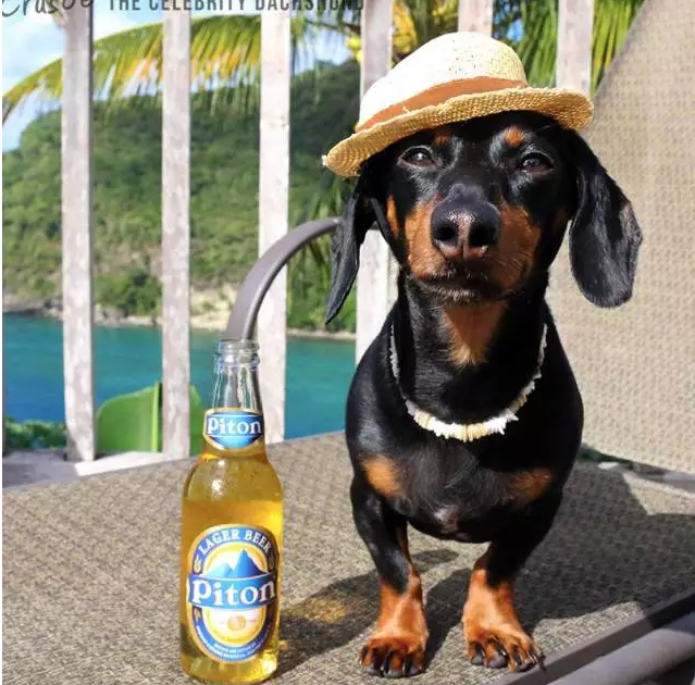 呆萌可爱：全世界有最多衣服的狗狗亮相