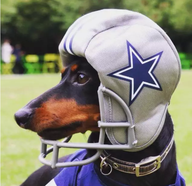 呆萌可爱：全世界有最多衣服的狗狗亮相