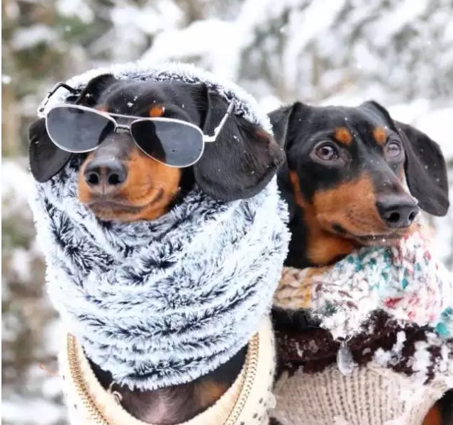 呆萌可爱：全世界有最多衣服的狗狗亮相