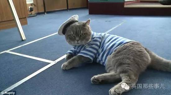 俄罗斯猫船长走红 小弟猫水手也跟着红了