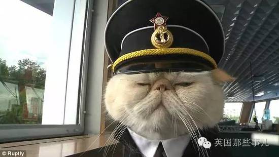 俄罗斯猫船长走红 小弟猫水手也跟着红了