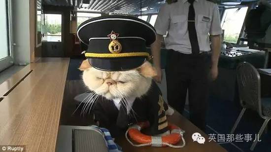 俄罗斯猫船长走红 小弟猫水手也跟着红了