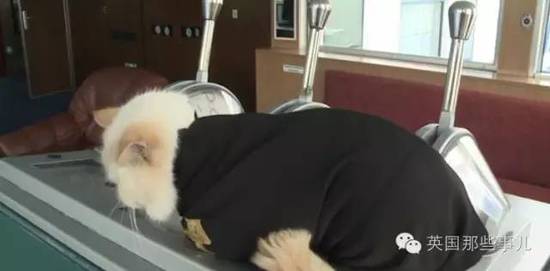 俄罗斯猫船长走红 小弟猫水手也跟着红了