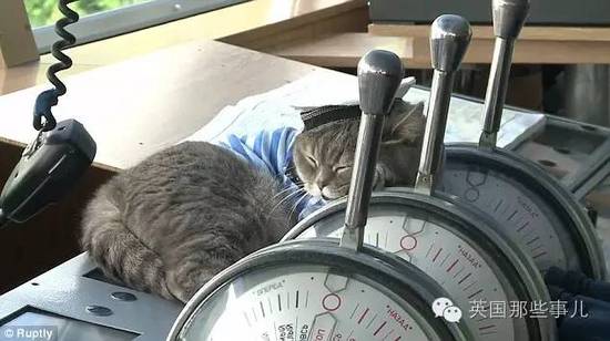 俄罗斯猫船长走红 小弟猫水手也跟着红了