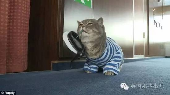 俄罗斯猫船长走红 小弟猫水手也跟着红了