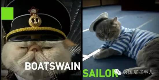 俄罗斯猫船长走红 小弟猫水手也跟着红了