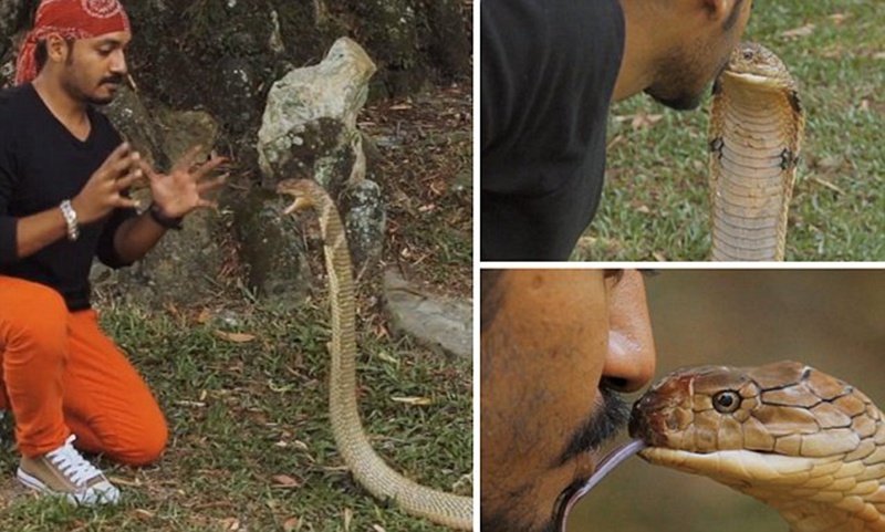 马来西亚男子与眼镜王蛇接吻