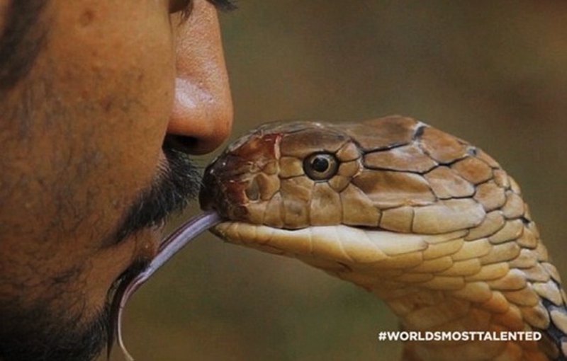 马来西亚男子与眼镜王蛇接吻