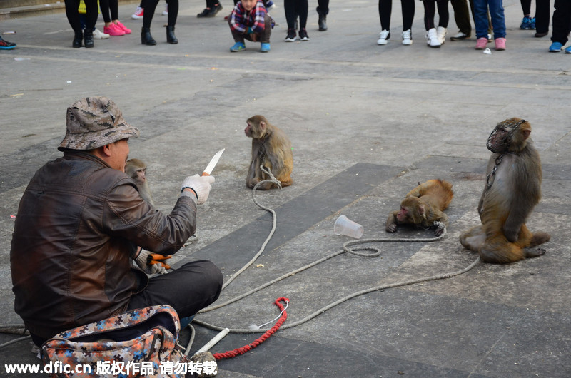 月20日,山东省聊城市街头,四位耍猴人领着10只被绳子拴着的猴子在杂耍