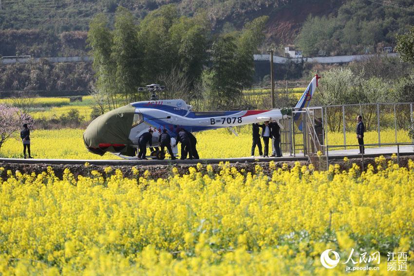 婺源推出乘直升机看油菜花 空中俯瞰金色花海