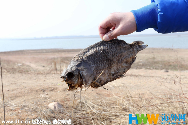 山东潍坊遭遇持续干旱 水库滩涂裸露小鱼成“鱼干”