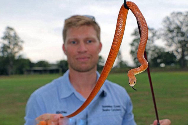 澳大利亚捕蛇人自曝刺激经历:被咬伤100多次