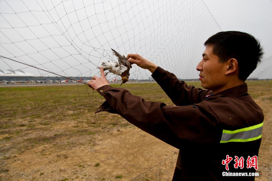 图片故事:安全守护神——机场驱鸟人