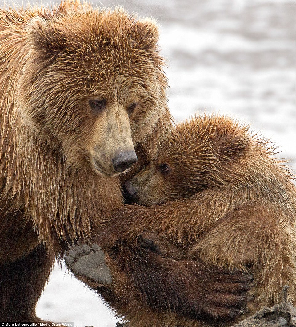 实拍动物界母爱 熊妈妈拥抱幼熊 (1/13)