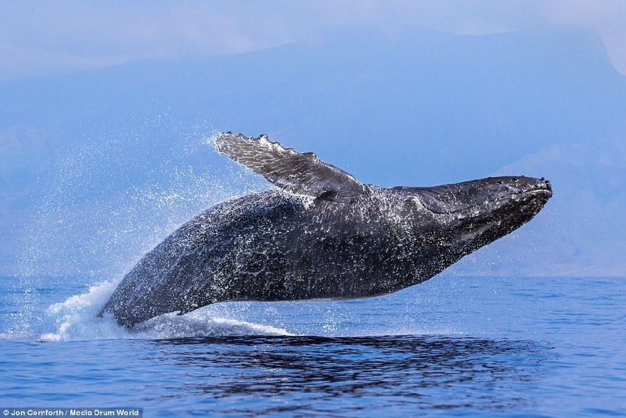 两只鲸鱼同时跃出水面