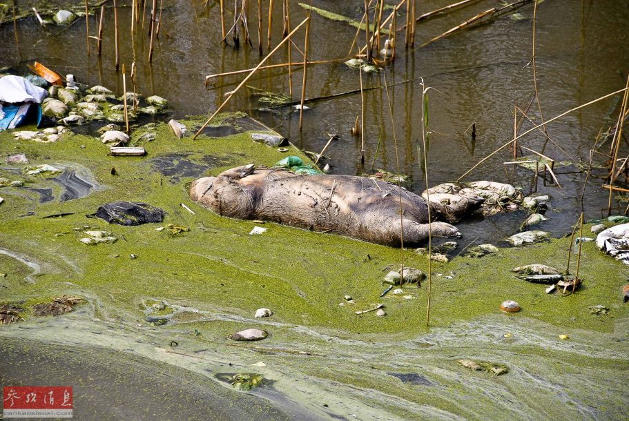 安徽現大多動物死屍 汙染水資源[2]- 中國日報網