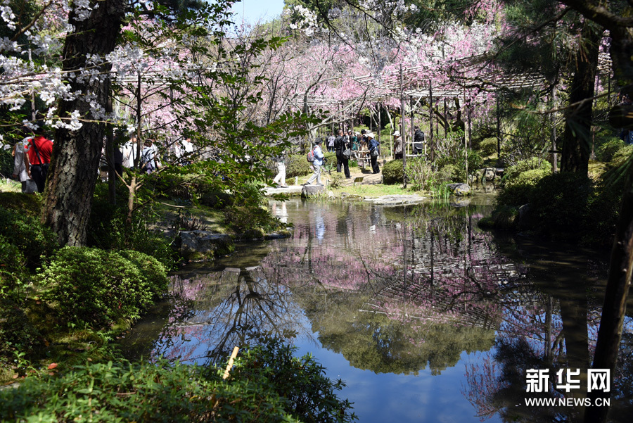 日本赏樱：莫负人间四月天
